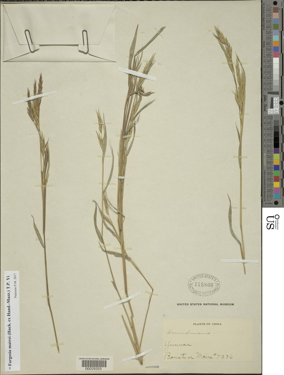 Fargesia mairei (Da yao jian zhu) — photo