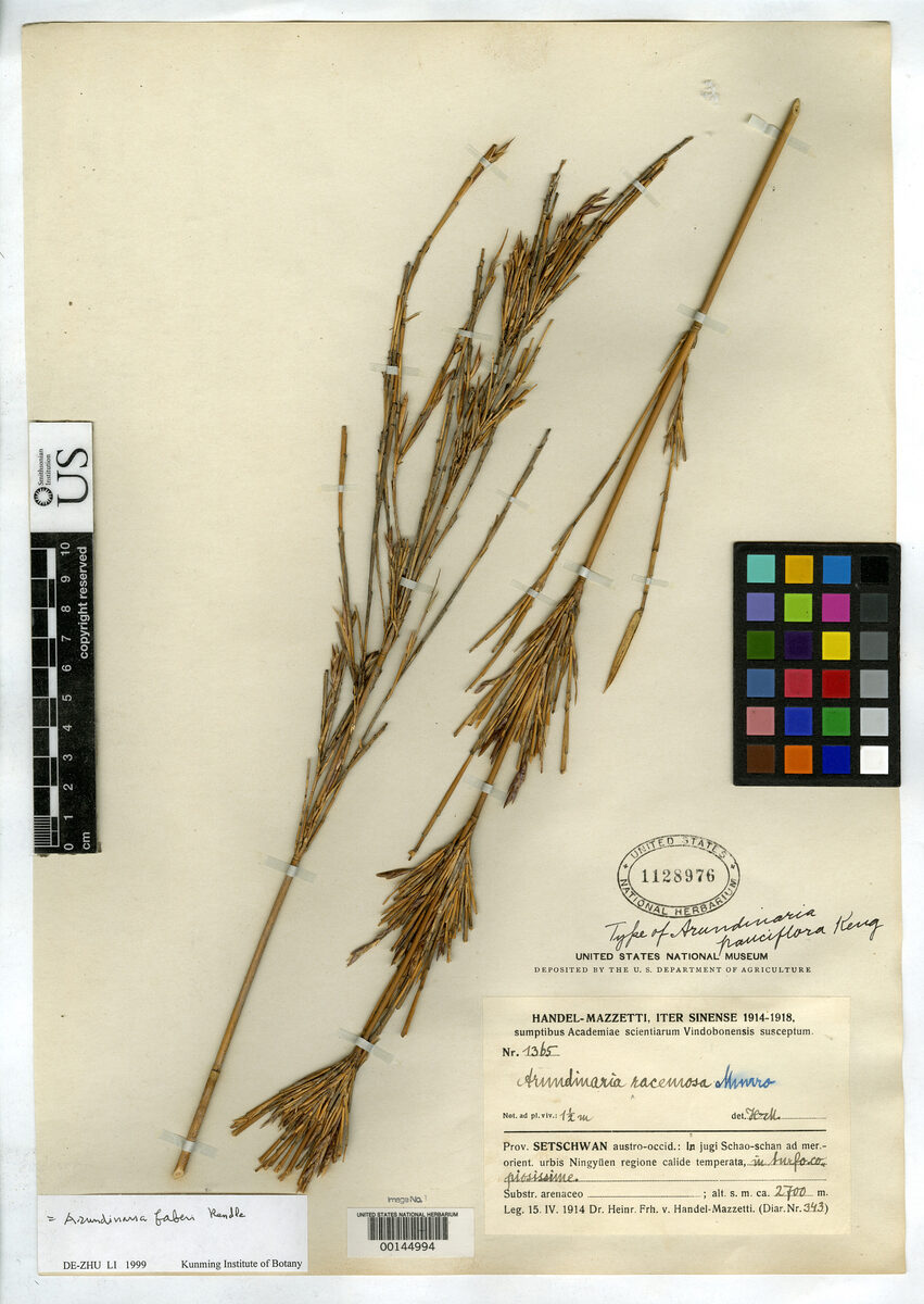 Fargesia pauciflora