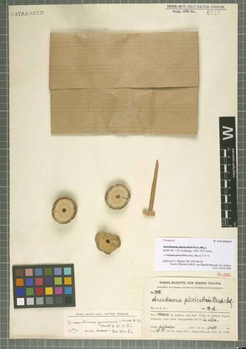 Fargesia pleniculmis (Zhou ke jian zhu) — photo