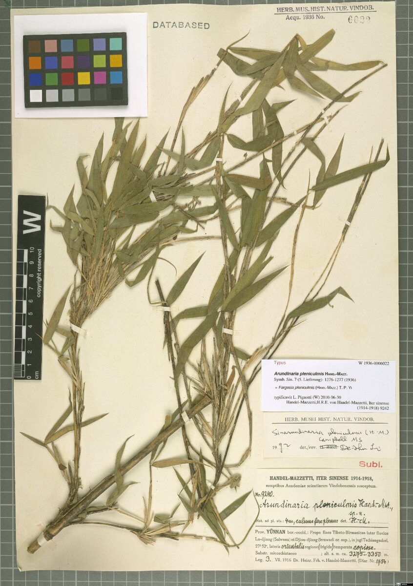 Fargesia pleniculmis