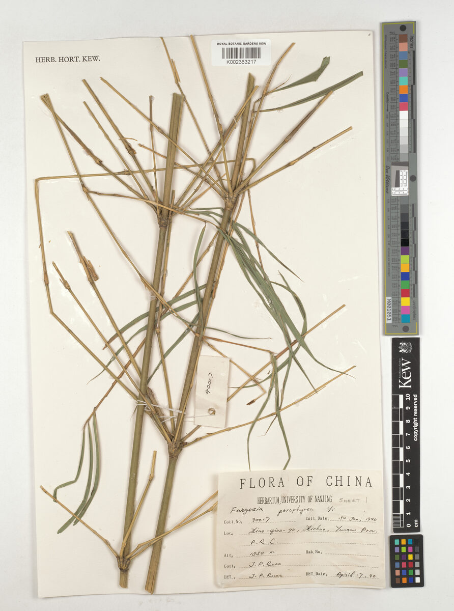 Fargesia porphyrea (Hong ke jian zhu) — photo