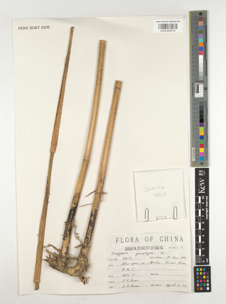 Fargesia porphyrea