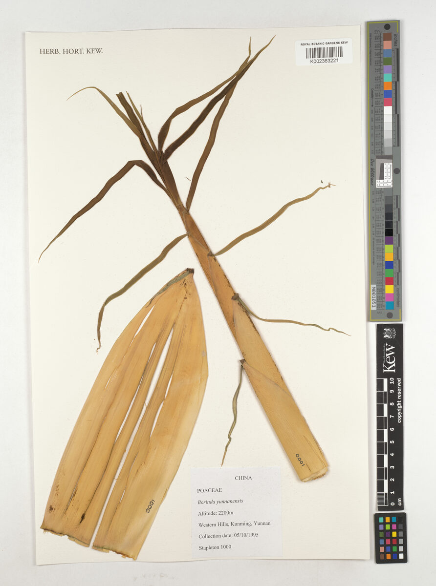 Fargesia yunnanensis — photo