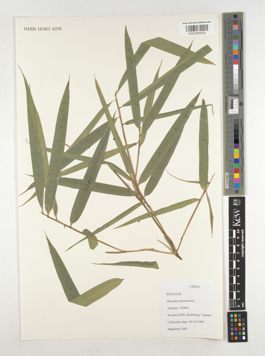 Fargesia yunnanensis — photo