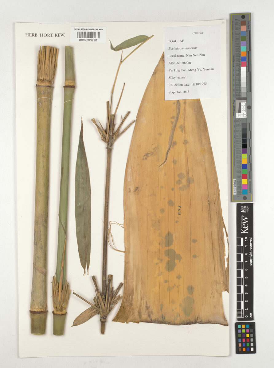 Fargesia yunnanensis