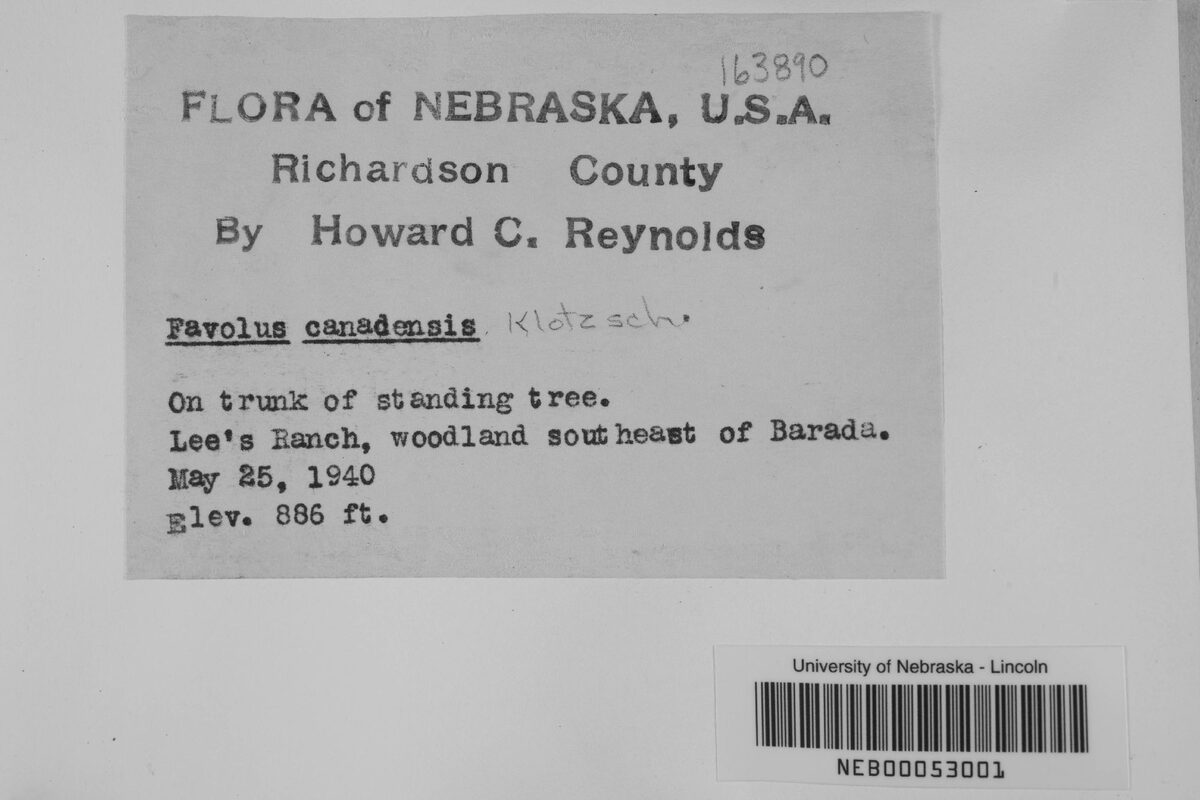 Favolus canadensis — photo