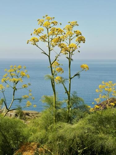 Ferula elaeochytris (Giant fennel) — photo