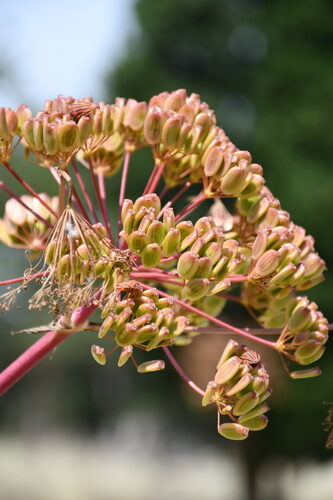 Ferula elaeochytris (Giant fennel) — photo