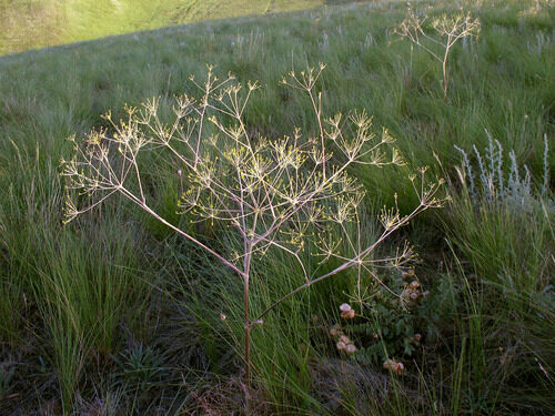 Ferula longifolia