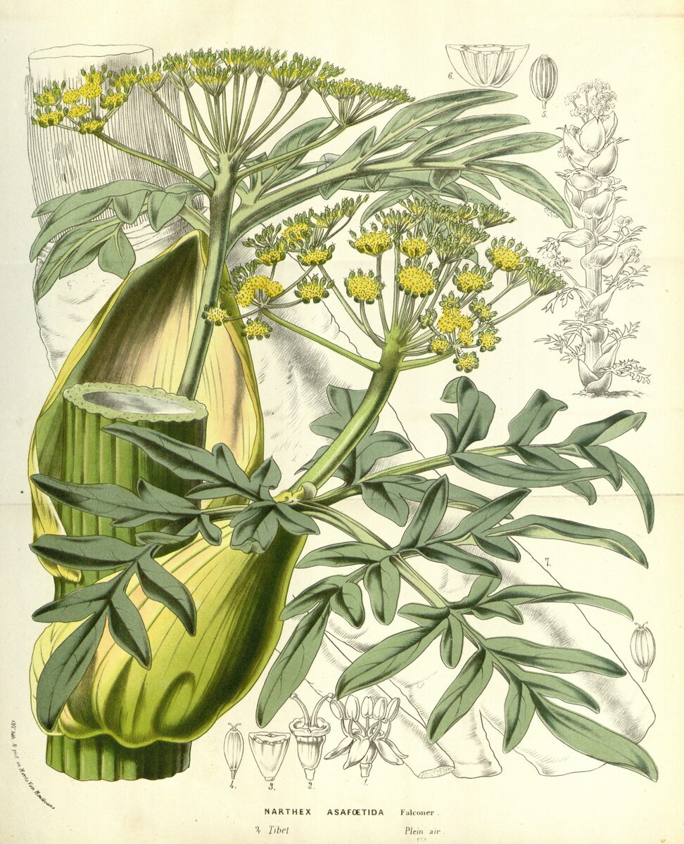 Ferula narthex