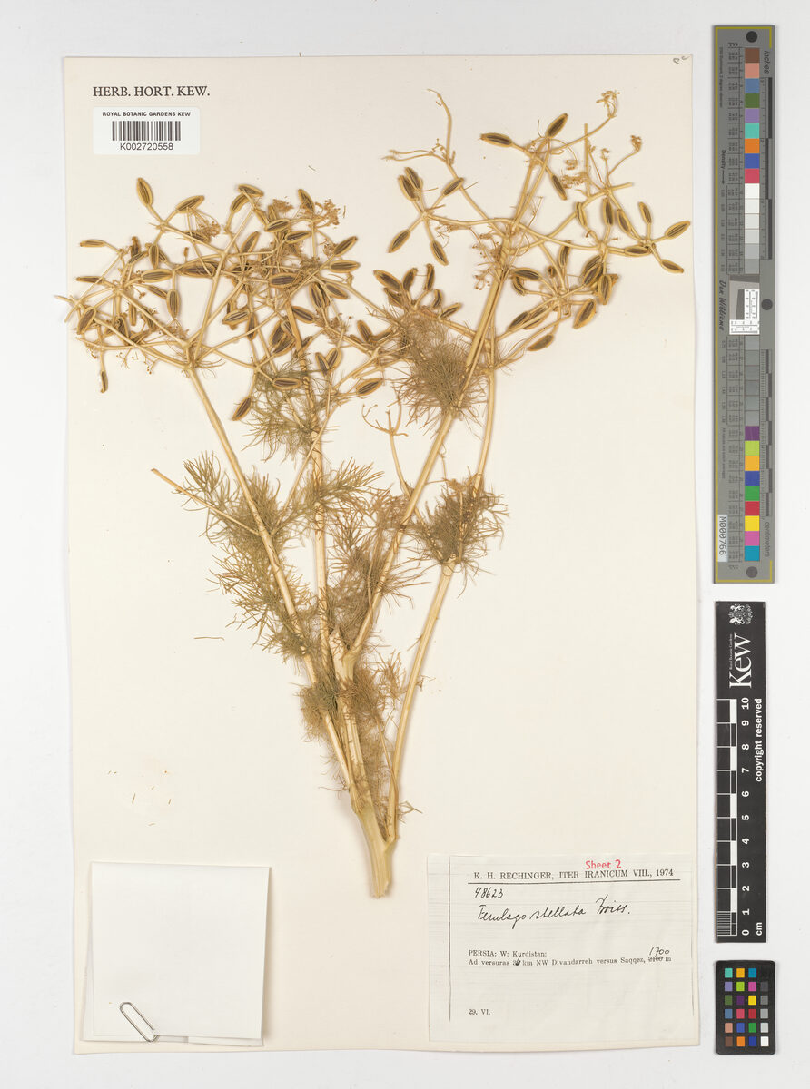 Ferulago stellata