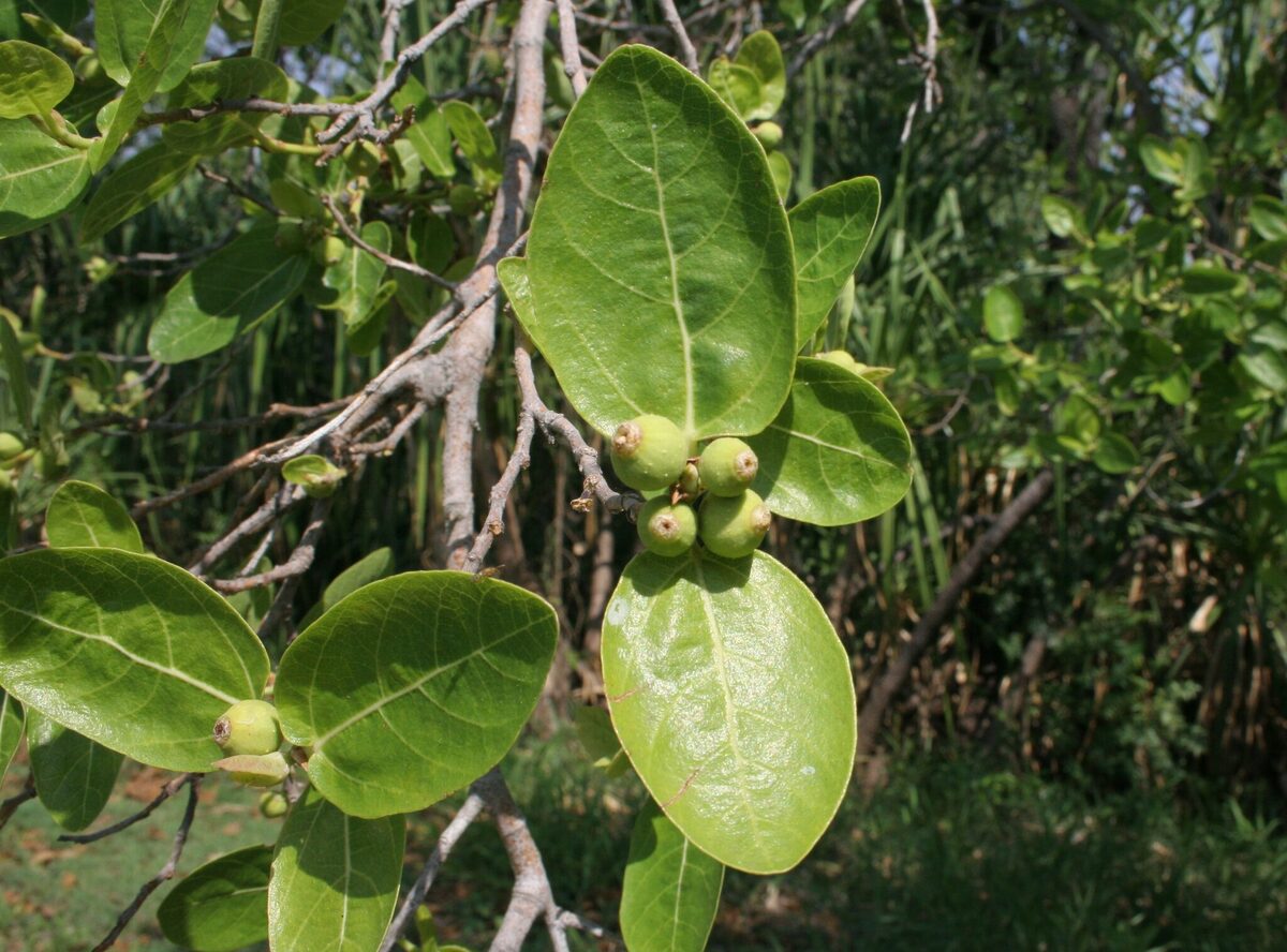 Ficus aculeata var. indecora (Sandpaper fig) — photo