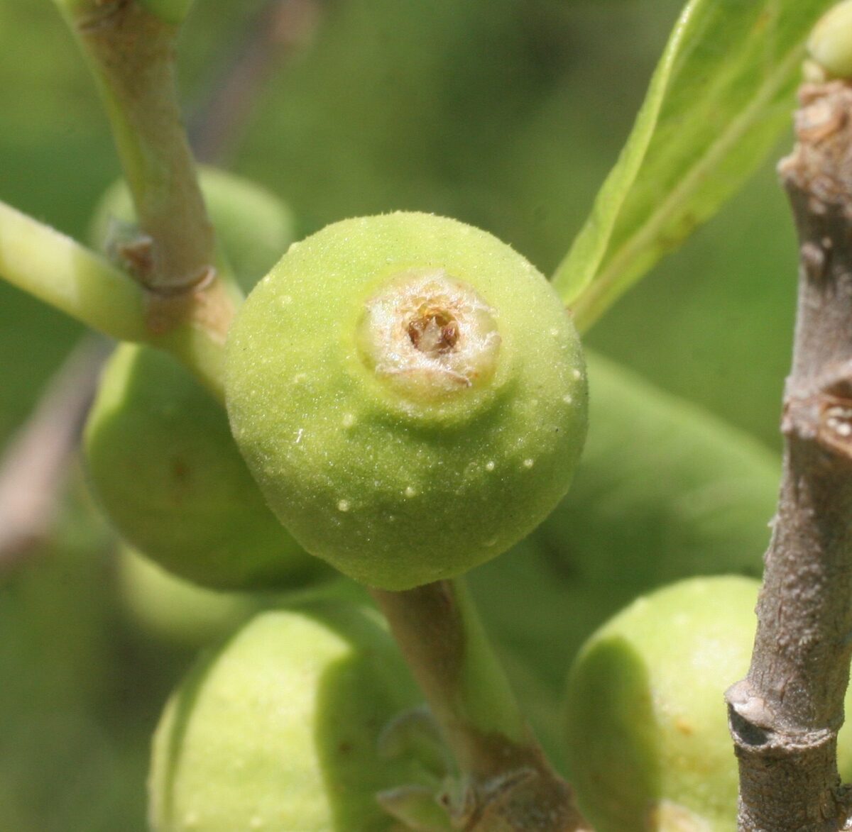 Ficus aculeata var. indecora (Sandpaper fig) — photo