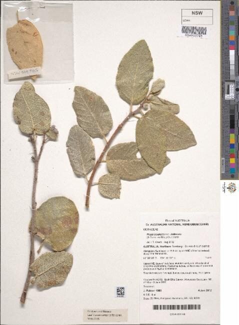 Ficus aculeata var. indecora