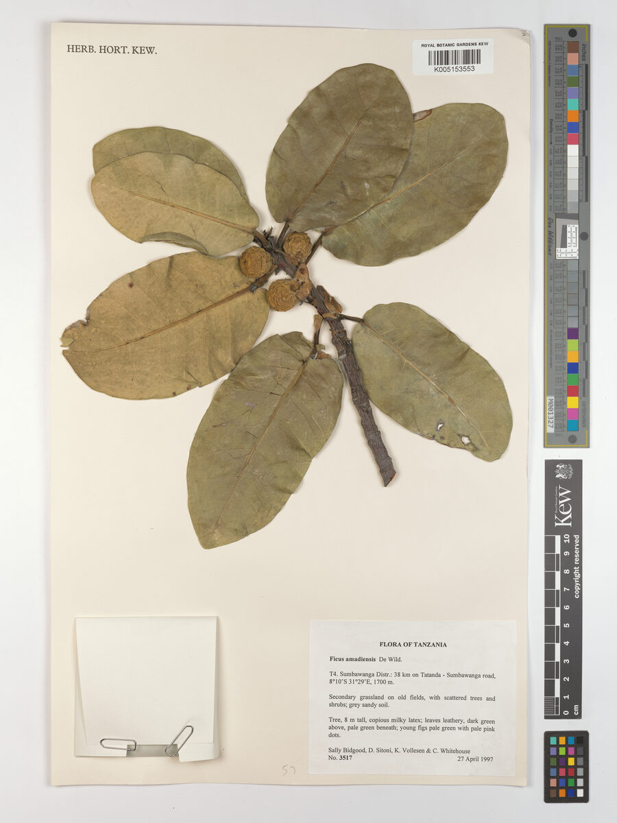 Ficus amadiensis — photo