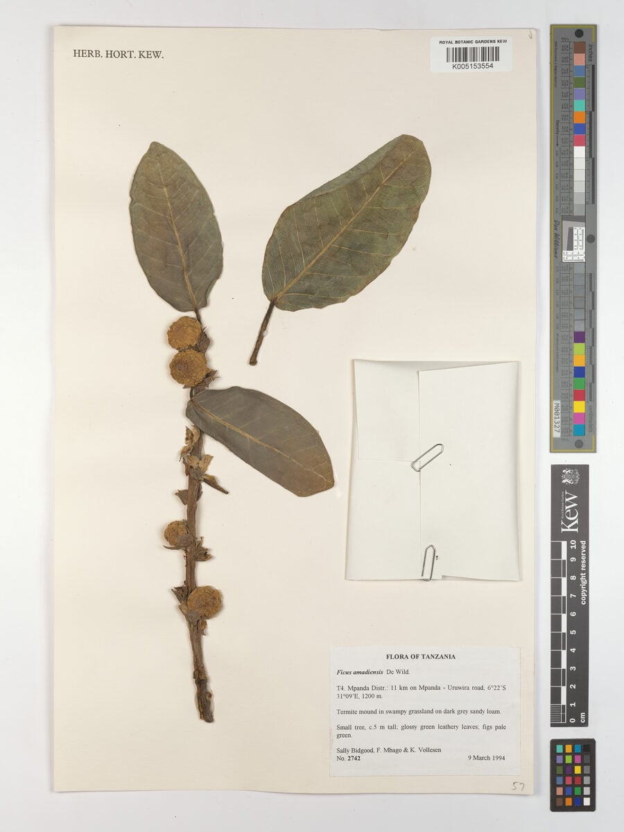 Ficus amadiensis — photo