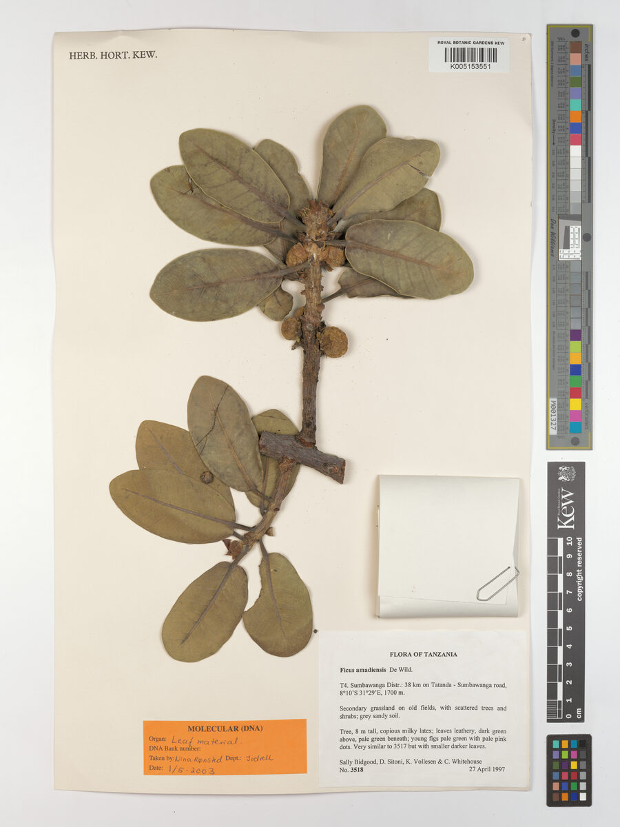 Ficus amadiensis