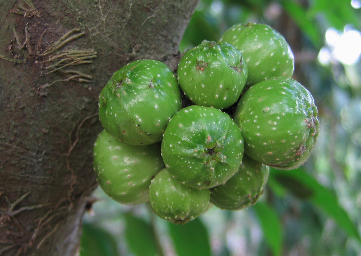 Ficus bakeri (Kataupi) — photo