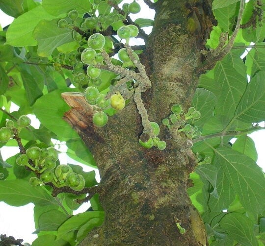 Ficus bakeri