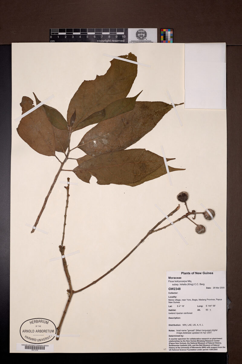 Ficus botryocarpa subsp. hirtella — photo