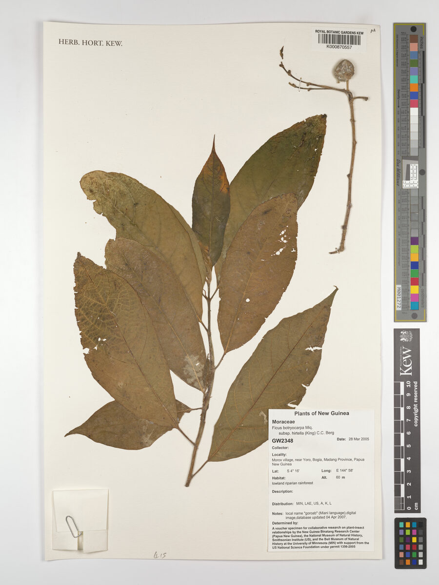 Ficus botryocarpa subsp. hirtella — photo
