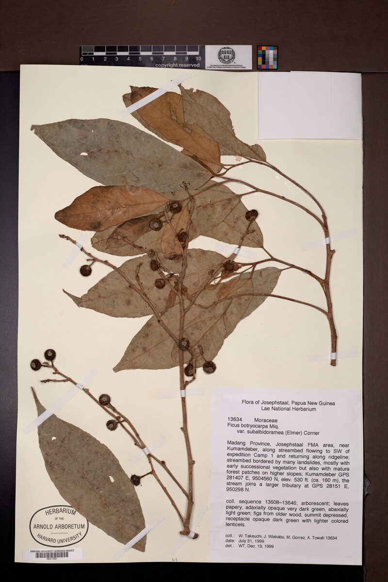 Ficus botryocarpa subsp. subalbidoramea — photo