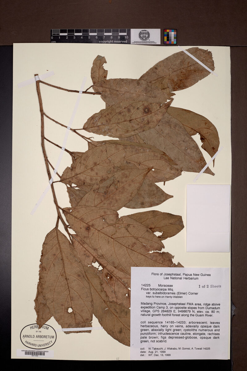 Ficus botryocarpa subsp. subalbidoramea — photo