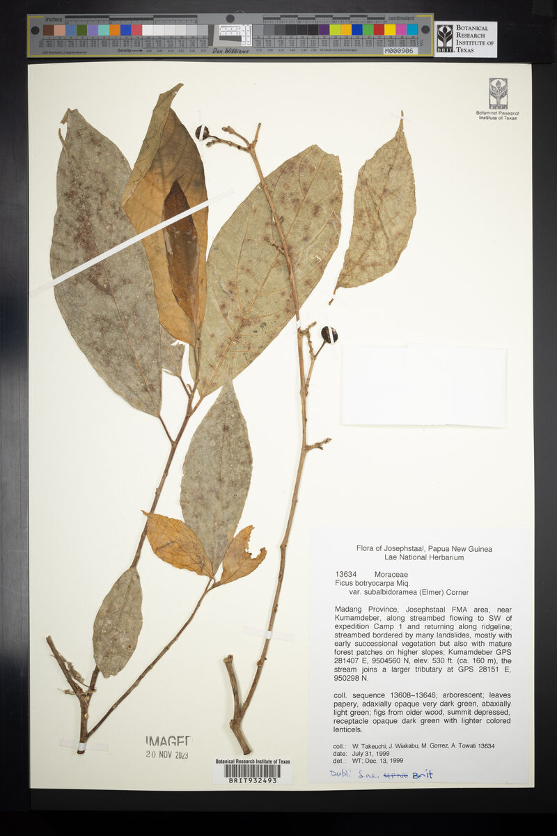Ficus botryocarpa subsp. subalbidoramea