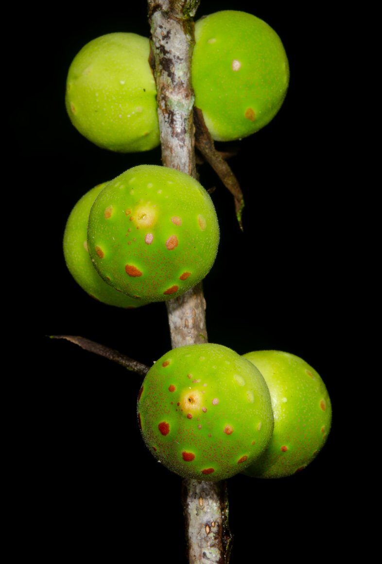 Ficus conraui (Wotenge) — photo