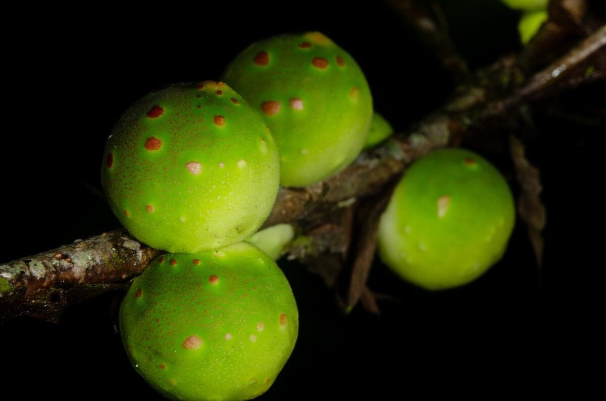 Ficus conraui (Wotenge) — photo