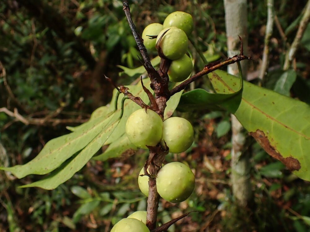 Ficus conraui