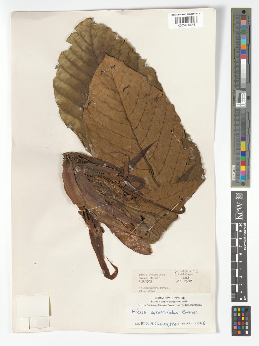 Ficus cynaroides — photo