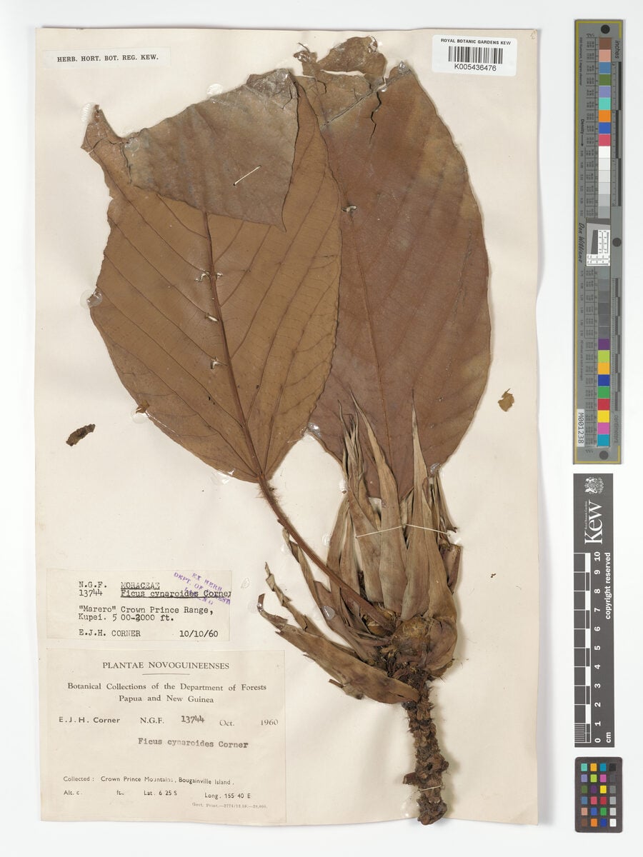 Ficus cynaroides — photo
