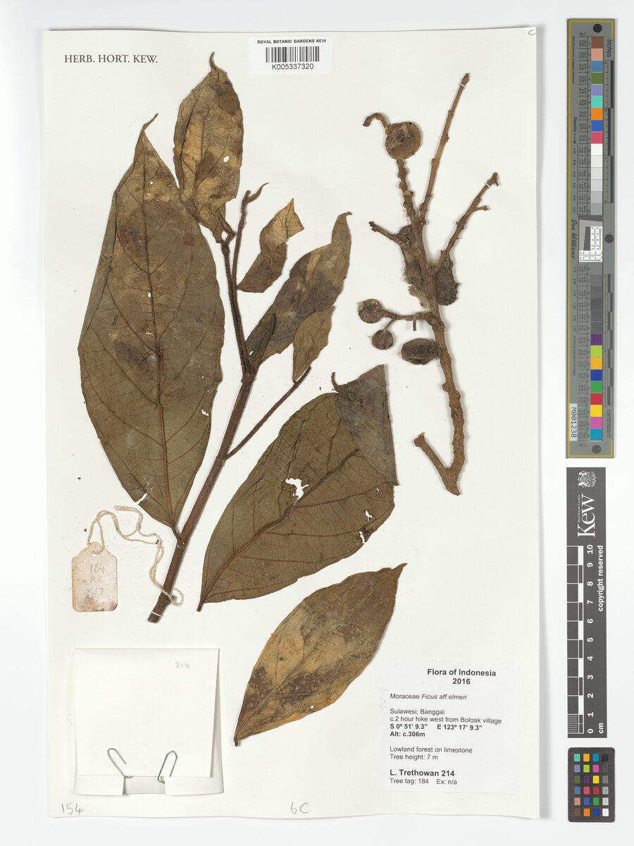 Ficus elmeri — photo