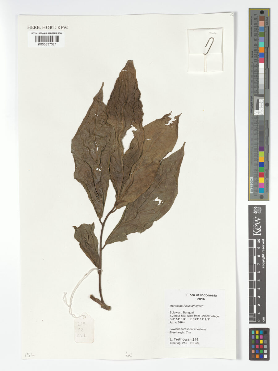 Ficus elmeri — photo