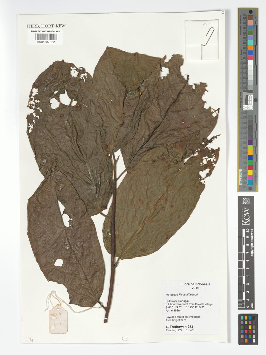 Ficus elmeri