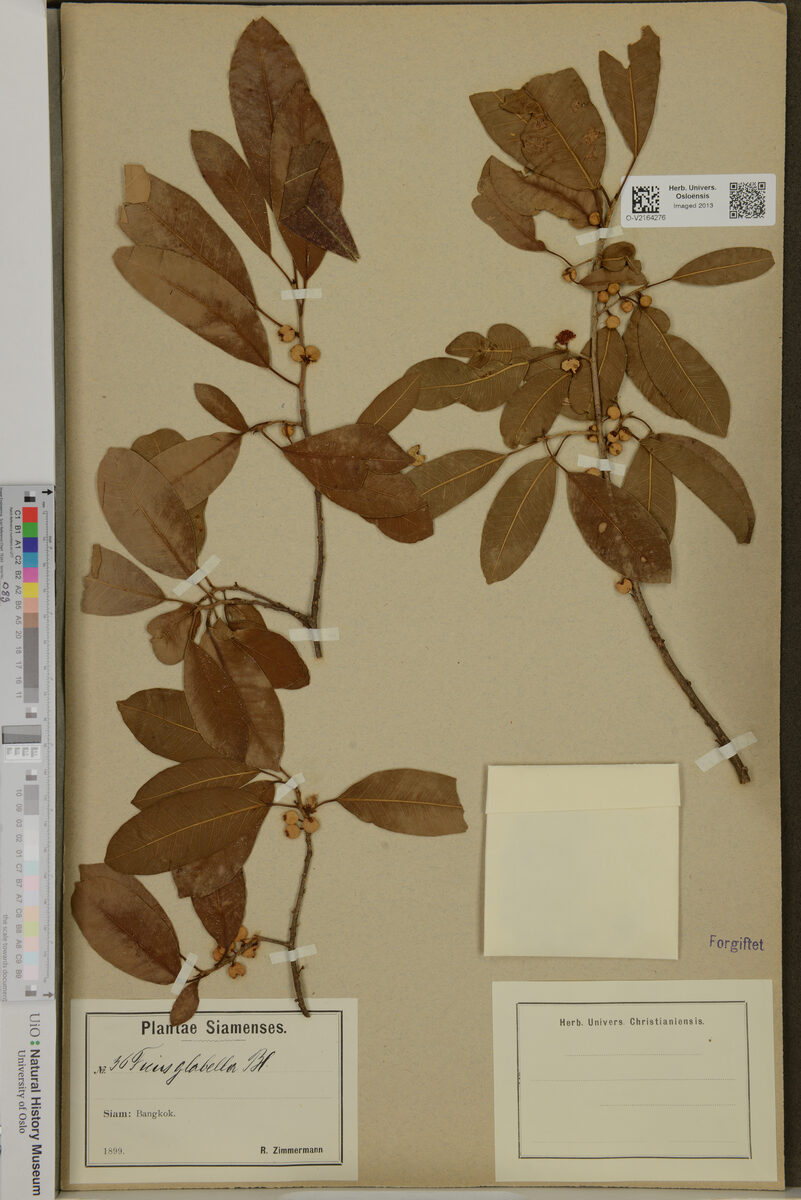 Ficus glabella (Smooth fig) — photo