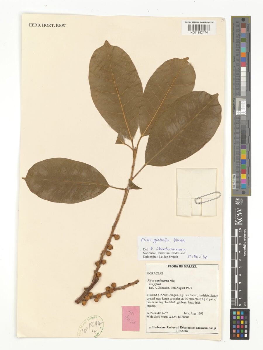 Ficus glabella