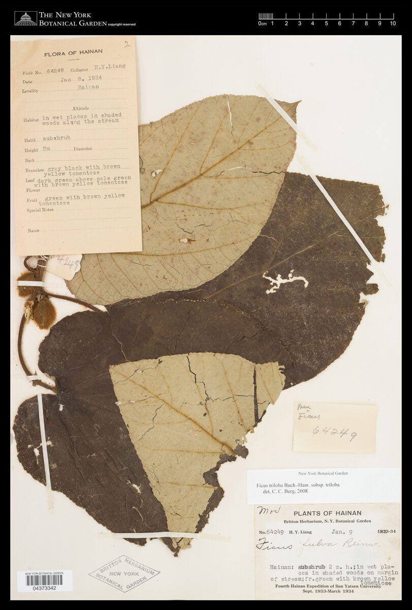 Ficus hirta subsp. roxburghii — photo