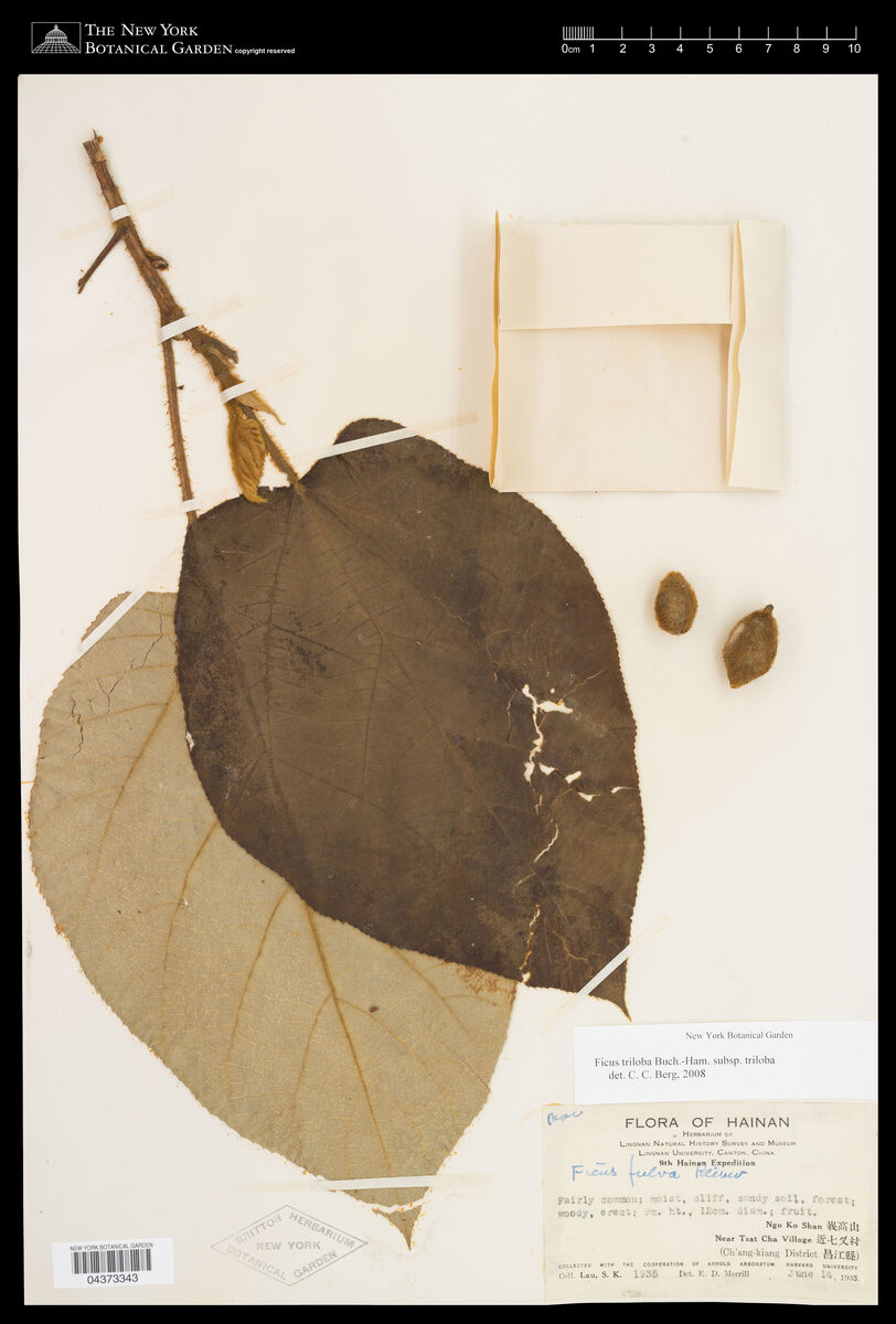 Ficus hirta subsp. roxburghii — photo
