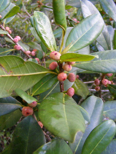 Ficus ilicina (Laurel fig) — photo