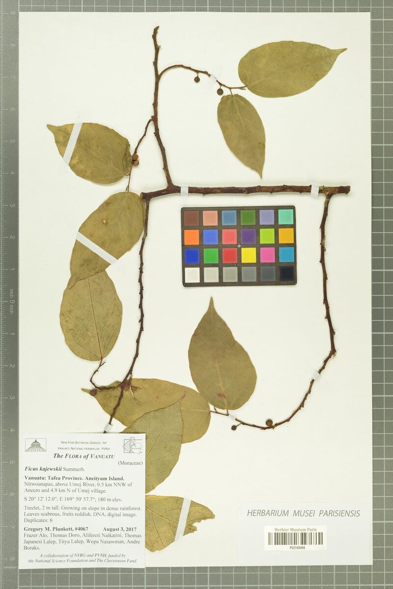 Ficus kajewskii — photo