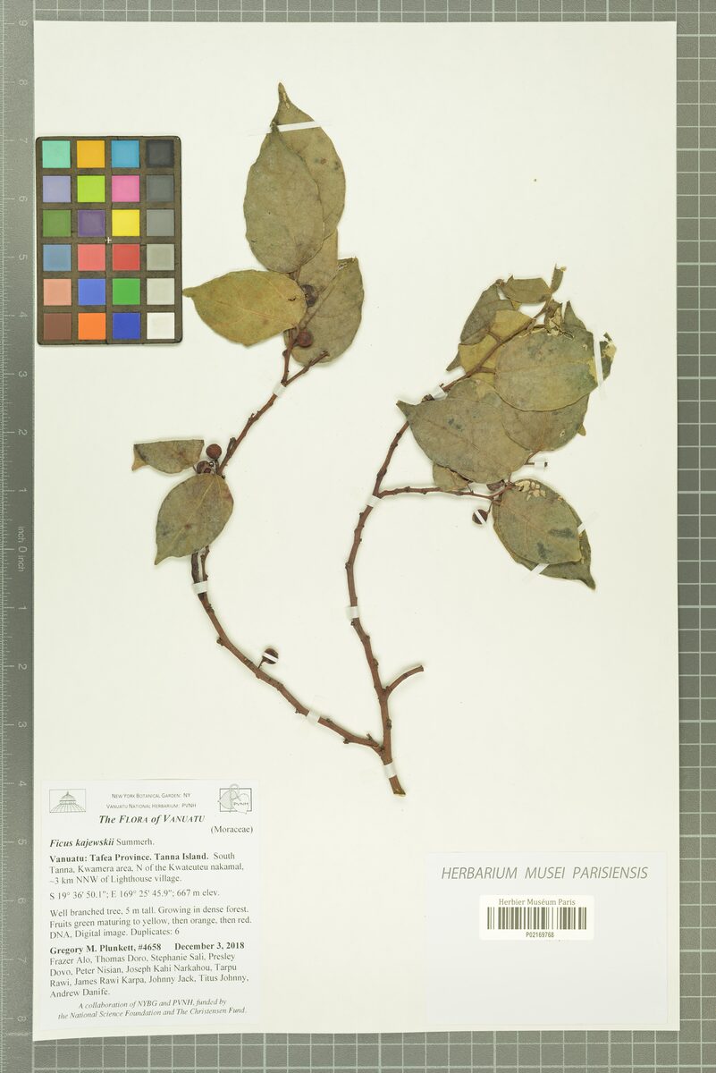 Ficus kajewskii