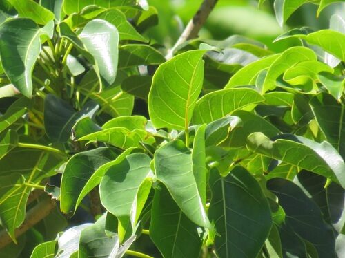 Ficus polita (Wild rubber fig) — photo
