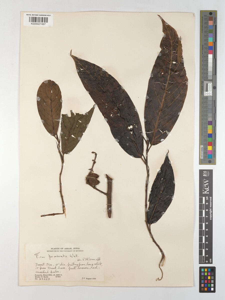 Ficus prostrata — photo