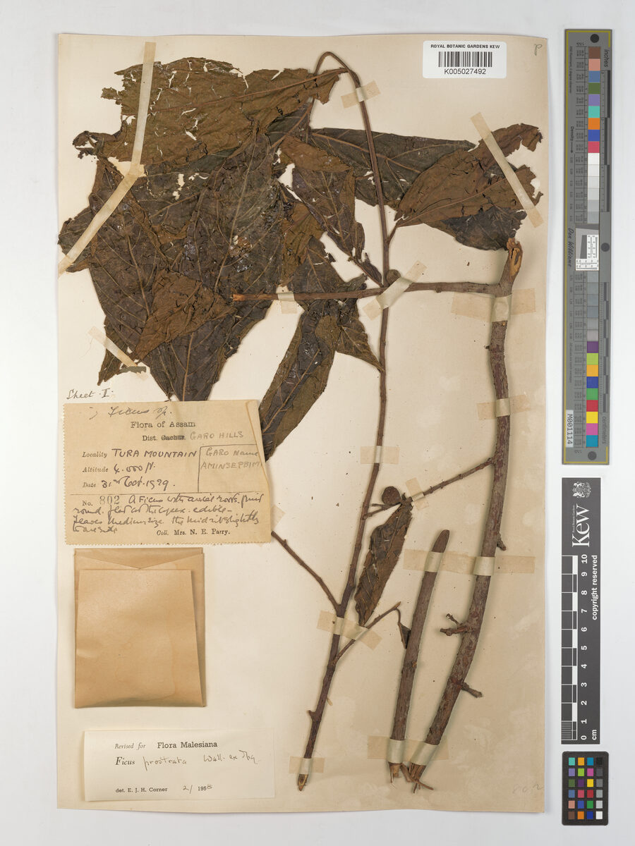 Ficus prostrata — photo