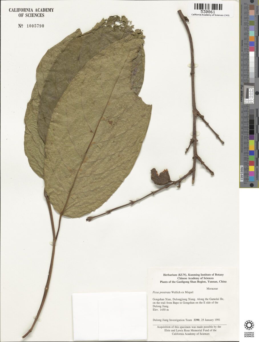 Ficus prostrata