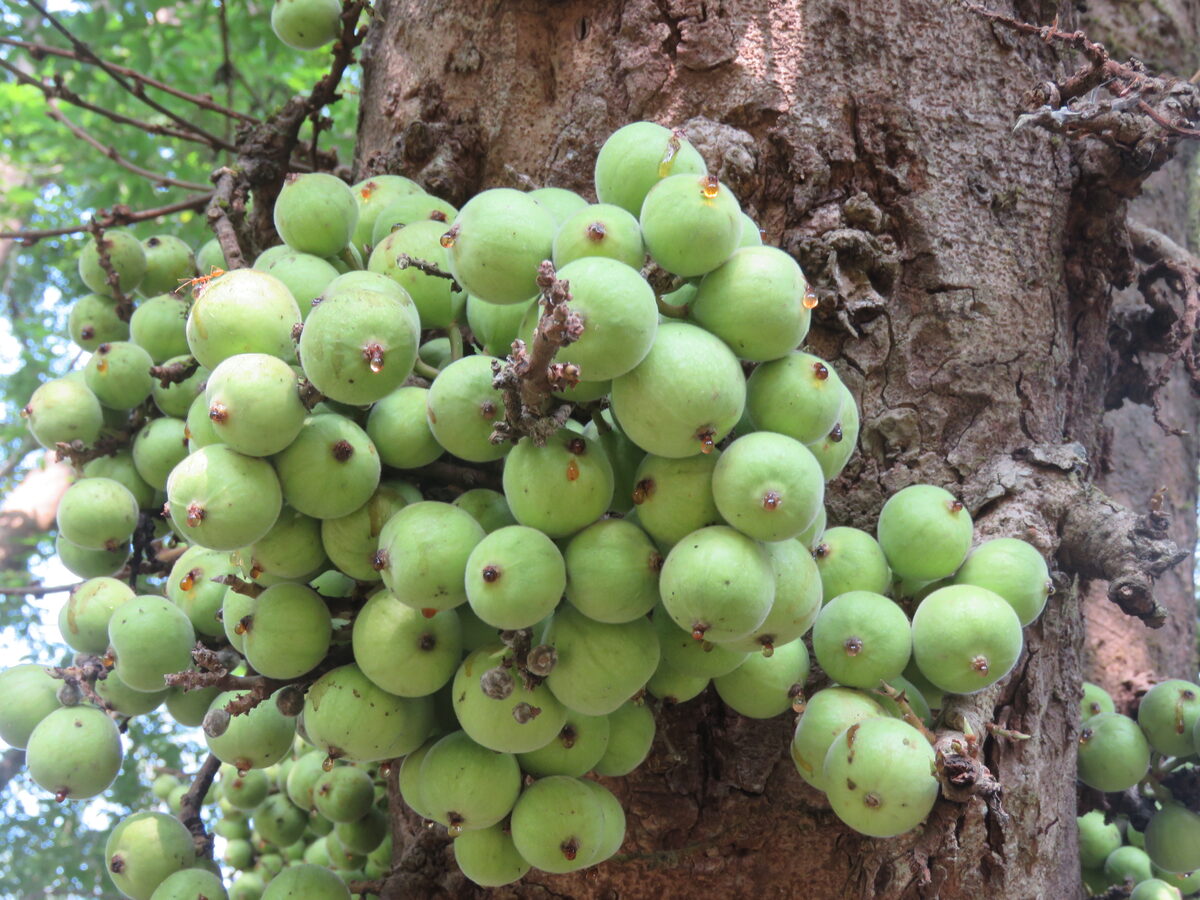 Ficus racemosa (Cluster Fig) — photo