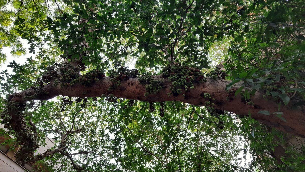 Ficus racemosa