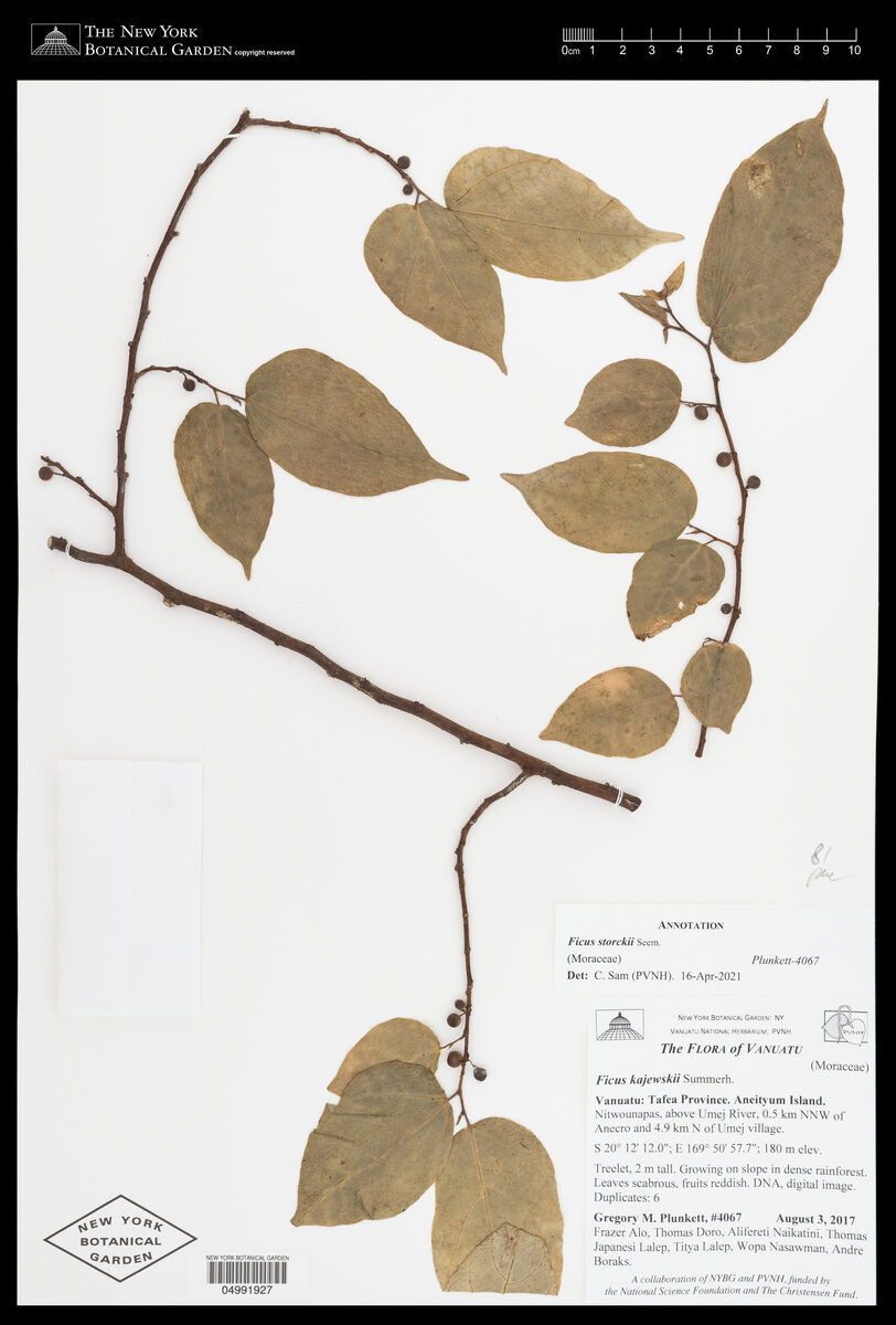 Ficus storckii (Losilosi) — photo